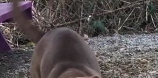 (Bonus) Pet of the Week: Refresh yourself with a Sprite!