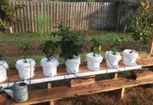 Hydroponic gardening class coming Feb. 6