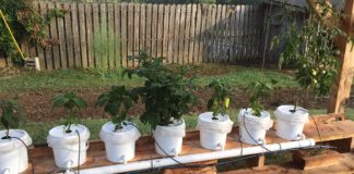 Hydroponic gardening class coming Feb. 6