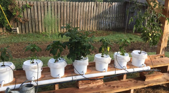 Hydroponic gardening class coming Feb. 6