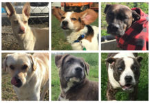 End of year reports: Doggone good news!