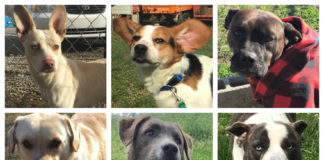 End of year reports: Doggone good news!