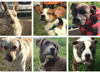 End of year reports: Doggone good news!