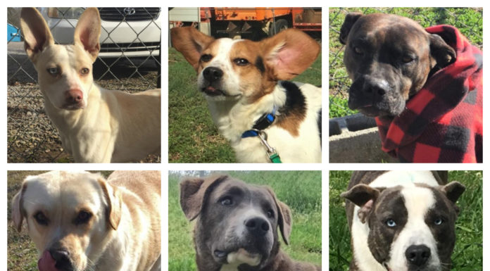 End of year reports: Doggone good news!