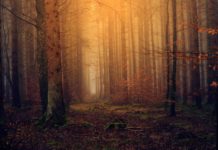 Discover Alabama’s national forests through water monitoring