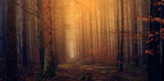 Discover Alabama’s national forests through water monitoring