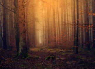 Discover Alabama’s national forests through water monitoring