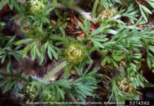 Time to control pesky, painful pest of the lawn