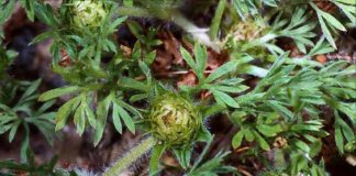 Time to control pesky, painful pest of the lawn