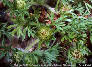 Time to control pesky, painful pest of the lawn