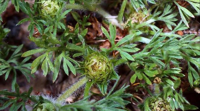 Time to control pesky, painful pest of the lawn