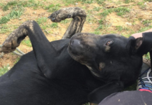 Pet of the Week: Find a new road with Chevy!