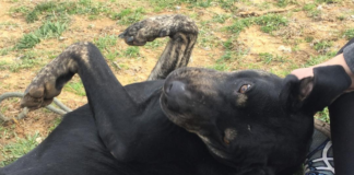 Pet of the Week: Find a new road with Chevy!