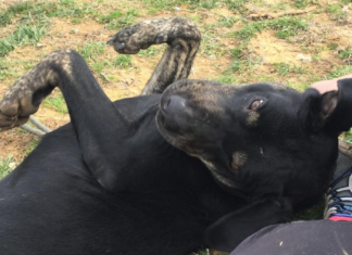 Pet of the Week: Find a new road with Chevy!