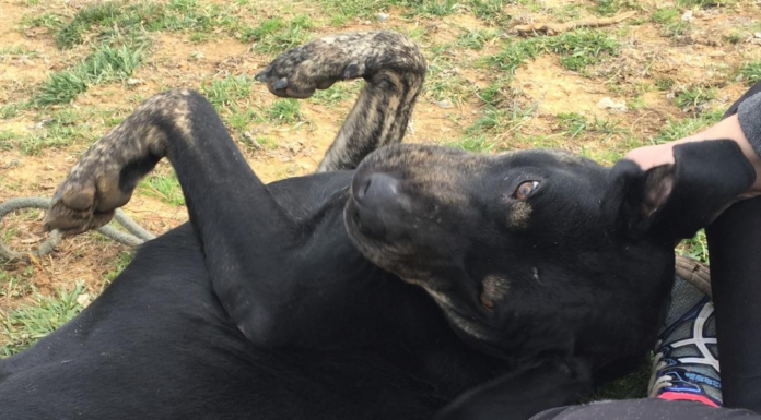 Pet of the Week: Find a new road with Chevy!