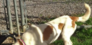 Pet of the Week: Add a little Lemon Zest to your menu!