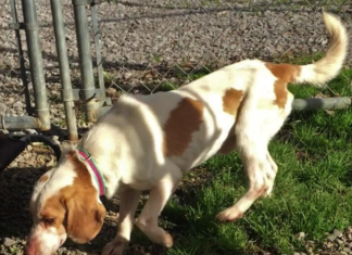 Pet of the Week: Add a little Lemon Zest to your menu!