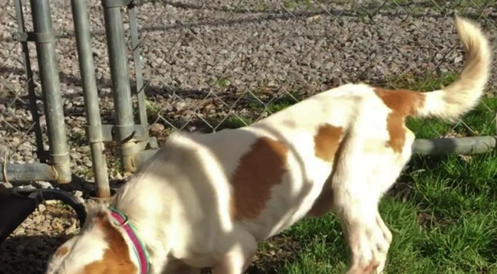 Pet of the Week: Add a little Lemon Zest to your menu!