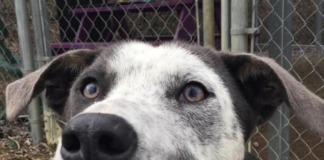 (Bonus) Pet of the Week: Kick off 2020 with Benny!