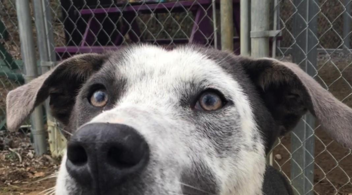 (Bonus) Pet of the Week: Kick off 2020 with Benny!