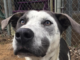 (Bonus) Pet of the Week: Kick off 2020 with Benny!