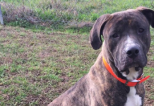 Pet of the Week: Bison is looking for somewhere to roam!