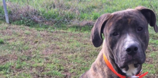 Pet of the Week: Bison is looking for somewhere to roam!