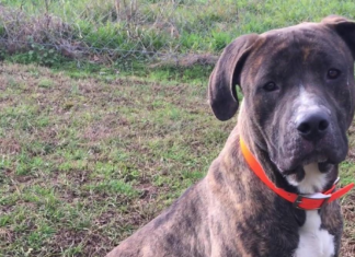 Pet of the Week: Bison is looking for somewhere to roam!