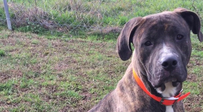 Pet of the Week: Bison is looking for somewhere to roam!