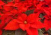 Caring for poinsettias all year