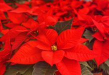 Caring for poinsettias all year