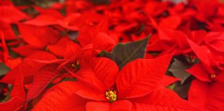 Caring for poinsettias all year