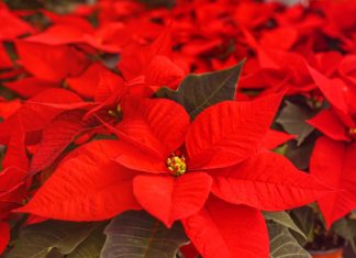 Caring for poinsettias all year