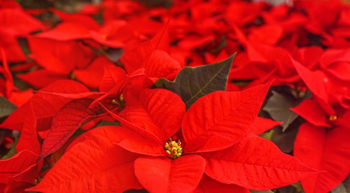 Caring for poinsettias all year