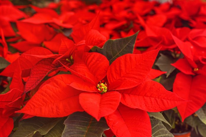 poinsettia-4636921_1920