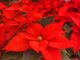 Caring for poinsettias all year