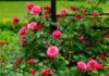 Pruning roses promotes vigorous growth