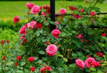Pruning roses promotes vigorous growth