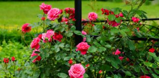 Pruning roses promotes vigorous growth