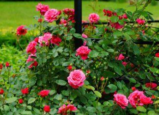 Pruning roses promotes vigorous growth