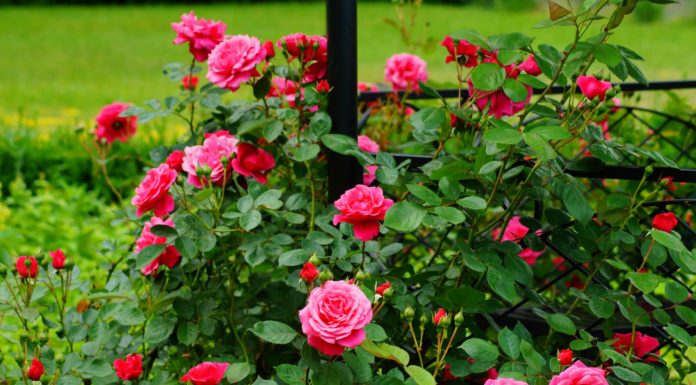 Pruning roses promotes vigorous growth