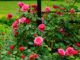 Pruning roses promotes vigorous growth