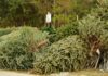 Live Christmas trees: Recycle and reuse