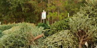 Live Christmas trees: Recycle and reuse