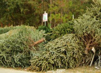 Live Christmas trees: Recycle and reuse