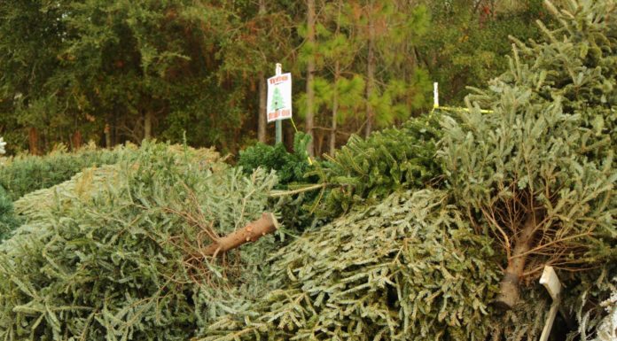 Live Christmas trees: Recycle and reuse