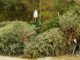 Live Christmas trees: Recycle and reuse