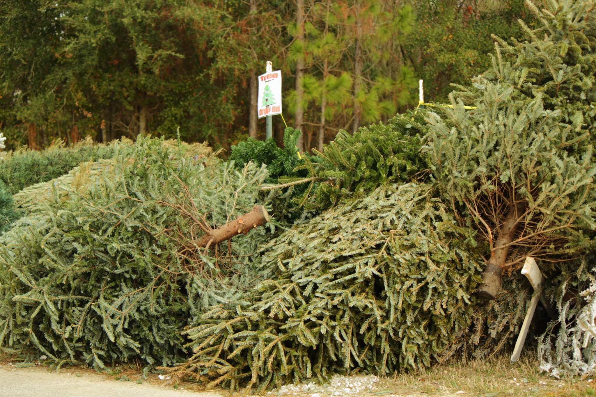 Live Christmas trees Recycle and reuse The Cullman Tribune