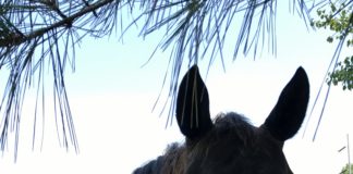 LEAD offers unique services to Cullman area