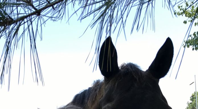 LEAD offers unique services to Cullman area